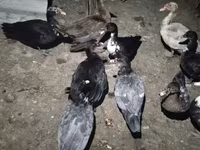 Ducks — 照片 3