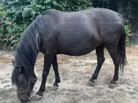 Klisna, Hucul pony — foto 6