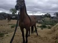 At, Standardbred — foto 6