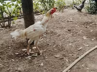 Chickens — photo 2