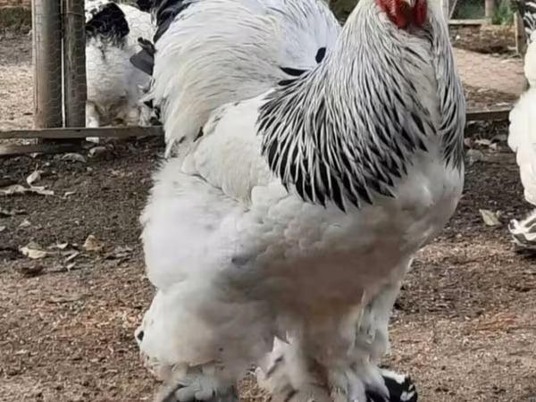 Brahma — Azerbaijan