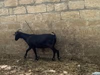 Dişi keçi, Murcia-Granada goats — foto 2