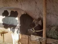 Buğa, Russian Black pied cattle — foto 1