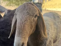 Oveja, Arashan sheep — foto 5