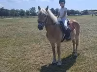 Aygʻir, Haflinger — 6-rasm