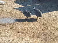 Guinea fowl — foto 3