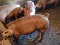 خنزيرة, الخنازير — الصورة 3