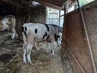 Byk, Russian Black pied cattle — zdjęcie 3
