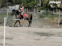 Klisna, Polish pony — foto 3