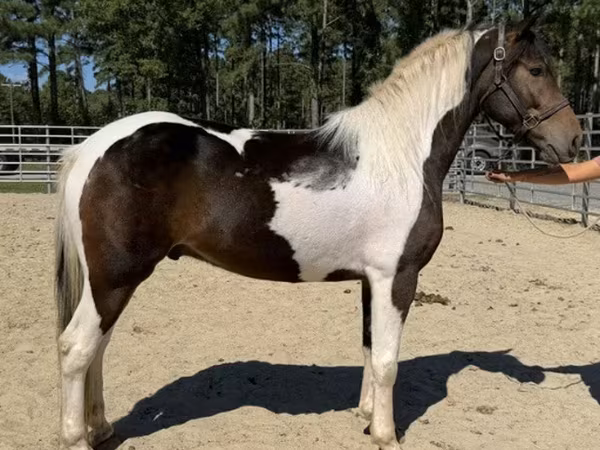 At, American paint horse