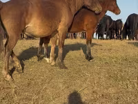 Koń, Mugalzhar horse — zdjęcie 8
