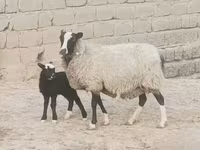 Sheep, Romanov sheep — photo 4