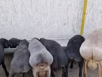 Qoç, Arashan sheep — foto 2