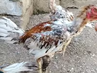 Chickens — Foto 3