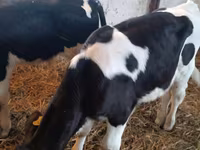 Buğa, Russian Black pied cattle — foto 4