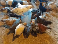 Chickens — photo 3