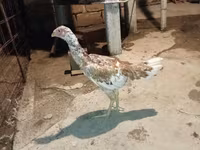 Chickens — Foto 3