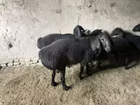 Beran, Hissar sheep — foto 3