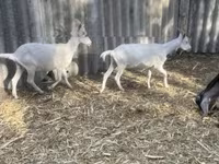 公山羊, Alpine goat — 照片 5