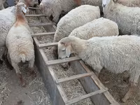 Sheep (batch, sex not specified), Sheep — photo 4