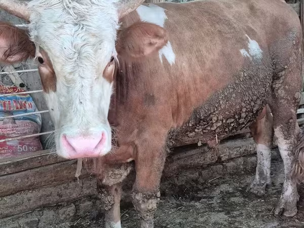 Bull, Simmental cattle