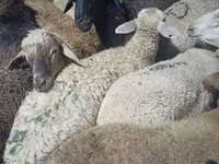 Ram, Sheep — photo 3