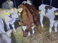 सांड, Simmental cattle — फ़ोटो 4
