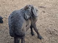 Qoç, Karakul sheep — foto 1