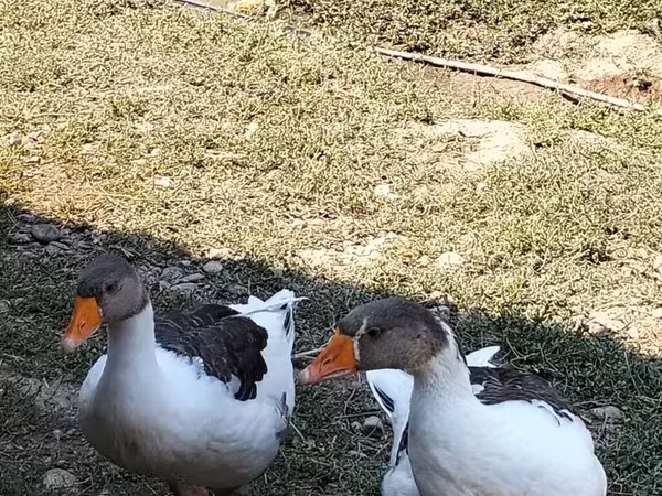 Geese — Azerbaijan