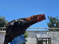 Chickens — photo 1