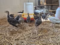 Turkeys — photo 2