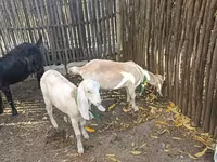 Koza, Nubian Goat — foto 3