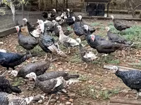 Turkeys — Foto 4
