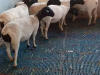 Widder, Dorper sheep — Foto 5