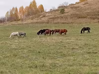 Horse (M), New Altai Horse — photo 4