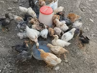 Chickens — photo 2