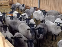 Qoç, Romanov sheep — foto 5