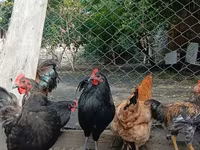 Chickens — الصورة 3