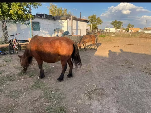 Mare, Horses