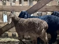 Qoç, Baerchuke sheep — foto 2