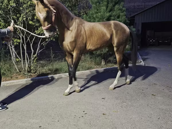 حصان, Akhal-Teke
