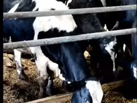 İnək, Yaroslavl cattle — foto 1
