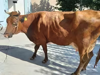 بقرة, Red Estonian cattle — الصورة 1