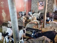 Goats (batch, sex not specified), Goats — photo 5