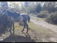 At, Azerbaijan horse — foto 1