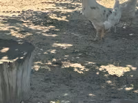 Turkeys — foto 4