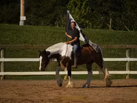 At, Pinto horses — foto 6