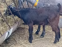 Keçi, Damask goat — foto 5