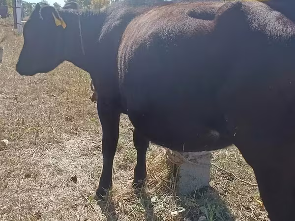 Bovinos (lote, sexo não especificado), Bovinos