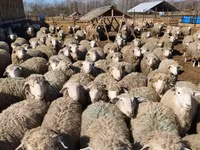 كبش, Kuibyshev sheep — الصورة 4